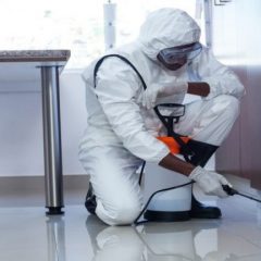 The Best Pest Control To Keep Your Home Pest-Free
