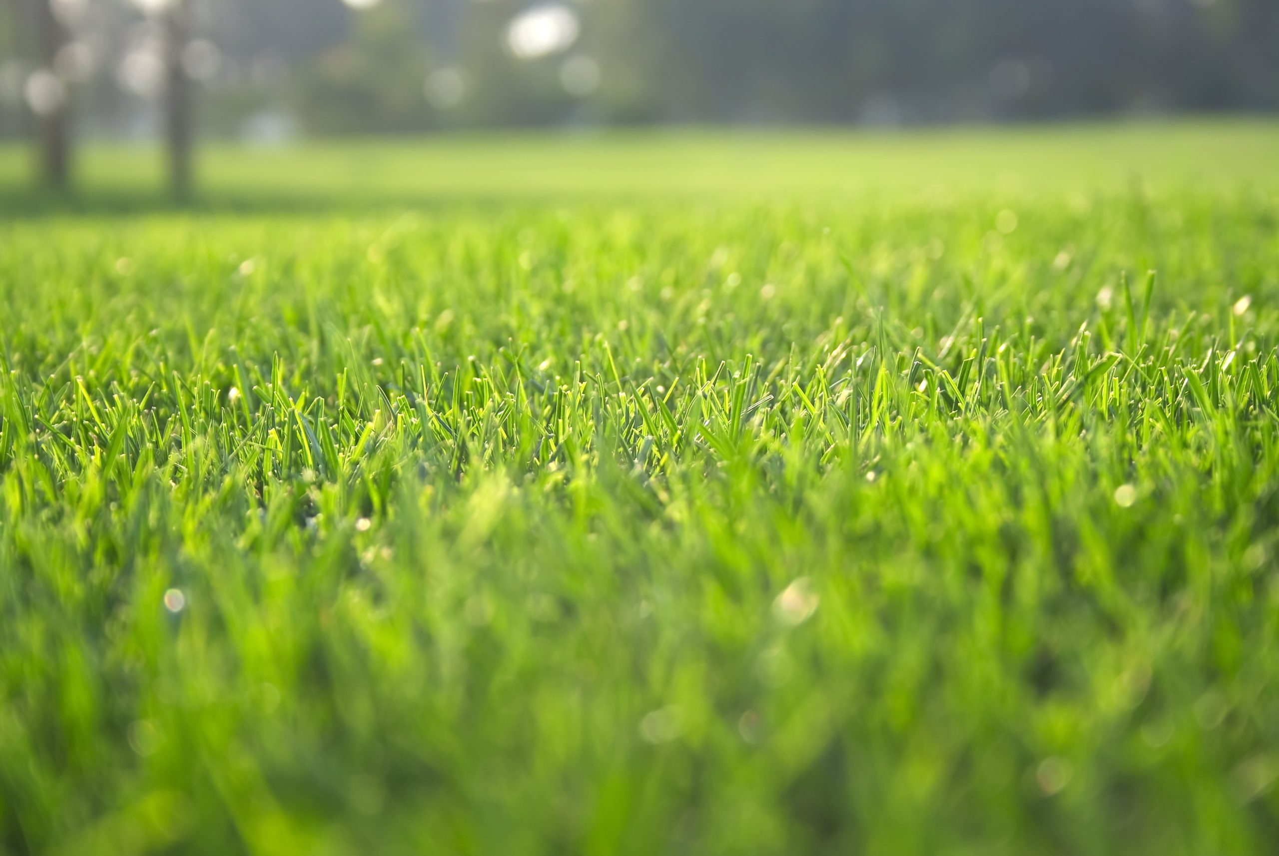 Keep Your Property Looking Great with Lawn Care Weed Control in Sellersburg, IN